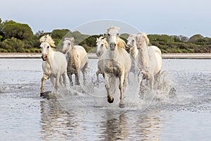 Herd of horses running through the marshes of the Camargue