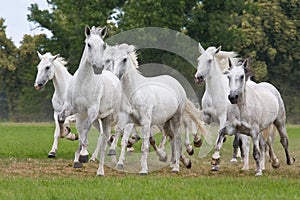 Herd horses running on meadow