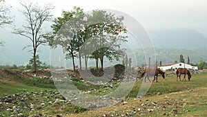 Herd of horses running through a meadow in the countryside