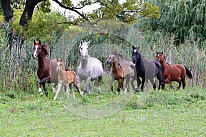 Herd of horses running through the meadow summertime