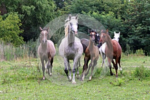 Herd of horses running through the meadow summertime