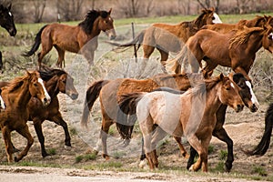 Herd of horses running past on a trail drive