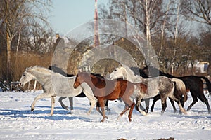 Herd of horses running in winter