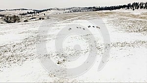 Herd of Horses Running Winter Snow Wild Stallions Equestrian Animals