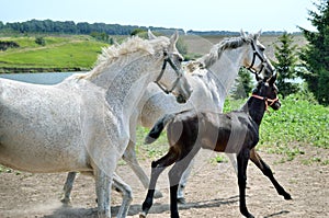 A herd of horses runs galloping across the meadow