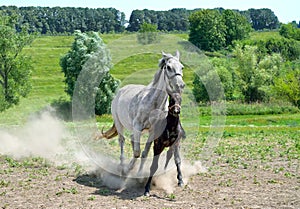 A herd of horses runs galloping across the meadow