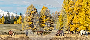 herd of horses In scenery Altai mountains, Altai Republic, Siberia, Russia.