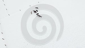 Herd of horses on the snow-covered meadow