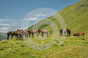 Herd of horses standing on green pasture under blue sky