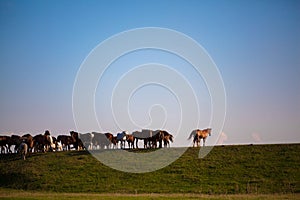 Herd of horses standing on green pasture under blue sky