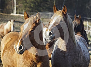 A herd of horses stands against the background of the forest