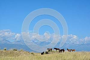 Herd of horses in the steppe Barguzinskaya