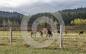 A Herd of Horses on the Stoney Indian Reserve