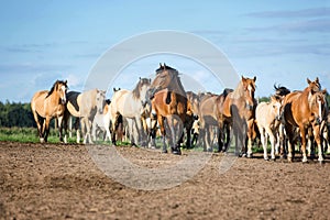 Herd of horses on the summer pasture.