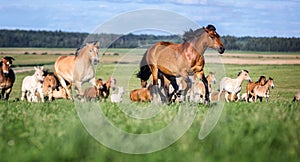 Herd of horses on the summer pasture.