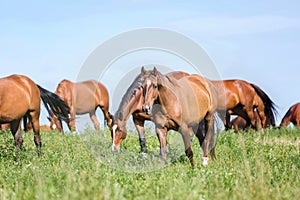 Herd of horses on the summer pasture.