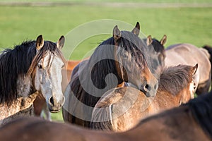 Herd of horses on the summer pasture.