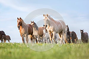 Herd of horses on the summer pasture.