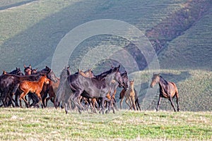 Herd of horses on a summer pasture