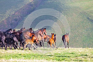 Herd of horses on a summer pasture