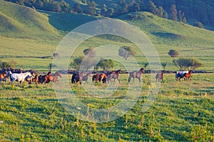 Herd of horses on a summer pasture