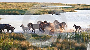 Herd of horses on a summer pasture