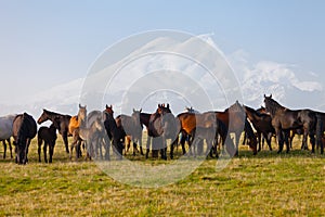 Herd of horses on a summer pasture