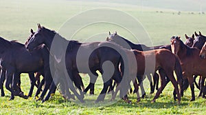 Herd of horses on a summer pasture