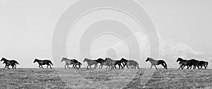 Herd of horses on a summer pasture