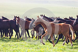 Herd of horses on a summer pasture