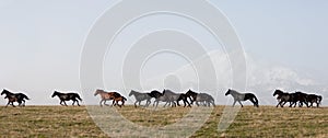 Herd of horses on a summer pasture