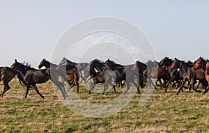 Herd of horses on a summer pasture.