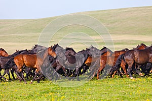Herd of horses on a summer pasture.