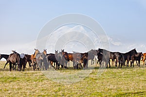 Herd of horses on a summer pasture