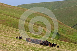 Herd of horses on a summer pasture