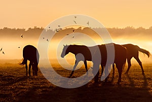 Herd of horses at sunrise over which flies a flock of bird