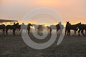 A herd of horses at sunset on a pasture
