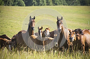 Herd of Horses photo