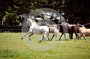 a herd of horses trot or walk in a paddock