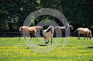 A herd of horses trot or walk in a paddock
