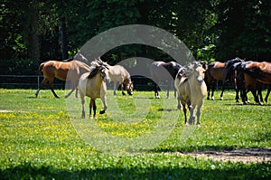 A herd of horses trot or walk in a paddock