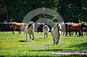 A herd of horses trot or walk in a paddock