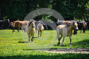 A herd of horses trot or walk in a paddock