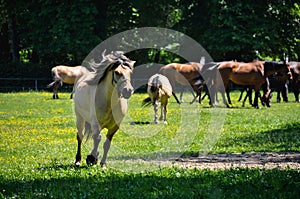 a herd of horses trot or walk in a paddock