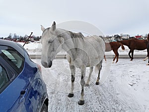a herd of horses on a walk on a winter day in the Leningrad region