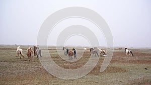 A herd of horses is walking across the field and eating grass, it is snowing, poor visibility due to falling snow. The