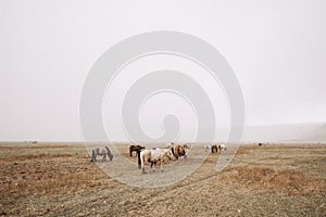 A herd of horses is walking across the field and eating grass, it is snowing, poor visibility due to falling snow. The