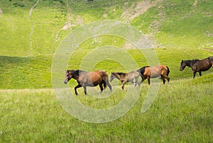 Herd of horses walking along a mountain meadow