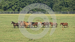 Herd horses walking in a field in the State of Oklahoma in the United States of America.