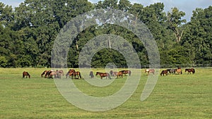 Herd horses walking and grazing in a field in the State of Oklahoma in the United States of America.